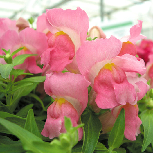 キンギョソウ F1　スナップショット シリーズ 