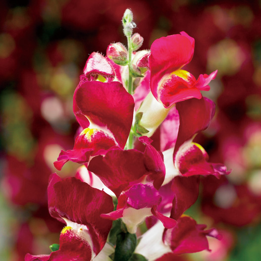 キンギョソウ F1　スナップティーニ シリーズ 