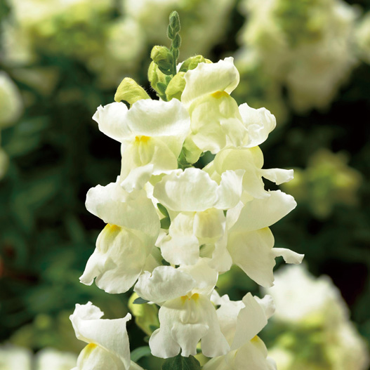 キンギョソウ F1　スナップティーニ シリーズ 