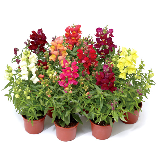 キンギョソウ F1　スナップティーニ シリーズ 