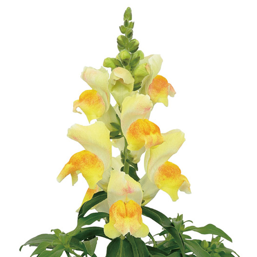 キンギョソウ F1　キャンディートップス シリーズ 