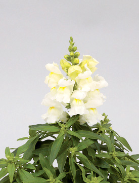 キンギョソウ F1　キャンディートップス シリーズ 