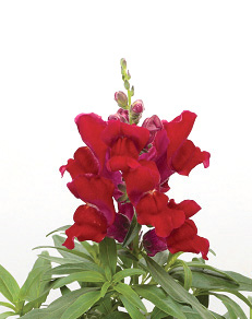 キンギョソウ F1　キャンディートップス シリーズ 