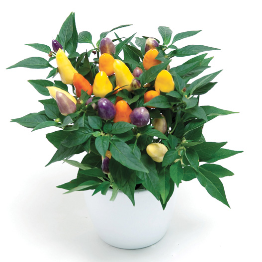 カプシカム　クバーナ シリーズ 観賞用トウガラシ