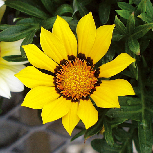 ガザニア F1　キス シリーズ 