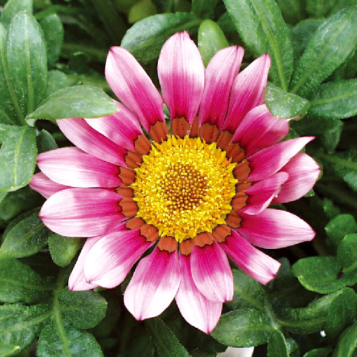 ガザニア F1　キス シリーズ 