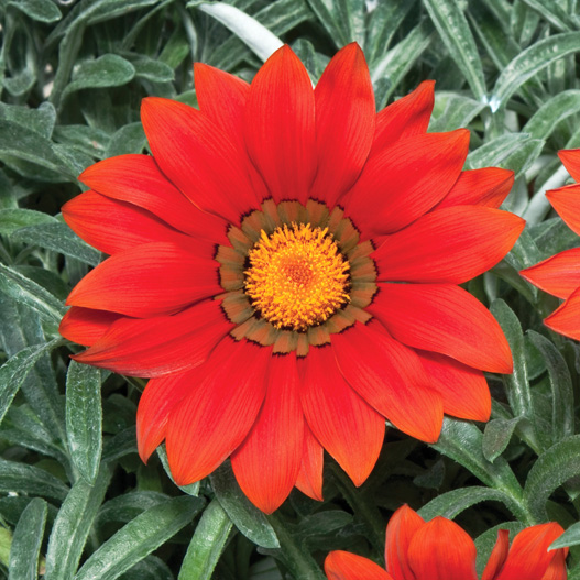 ガザニア F1　キス シリーズ 