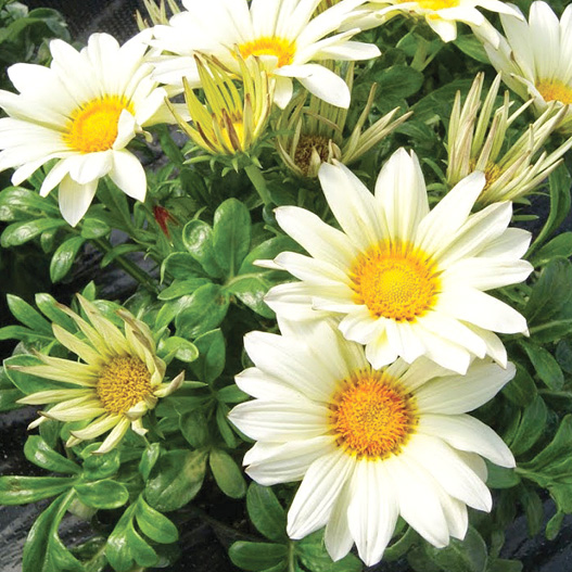 ガザニア　エノルマ シリーズ 