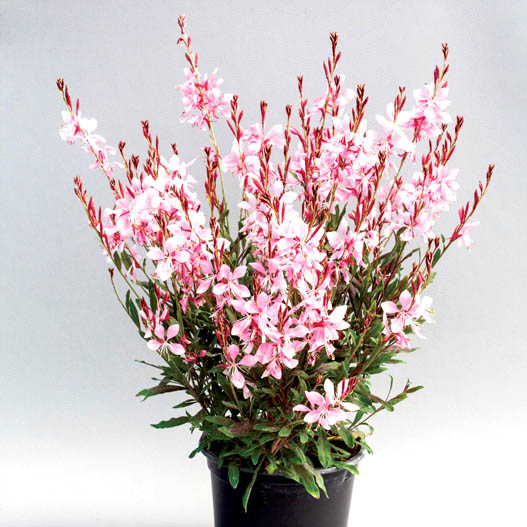 ガウラ　エメリン シリーズ 