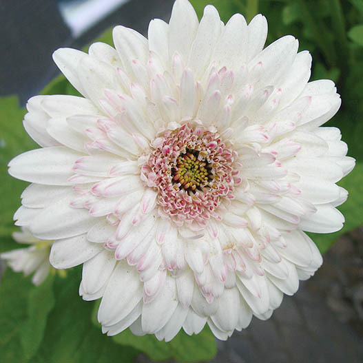 ガーベラ F1　フロリラインミディ シリーズ 