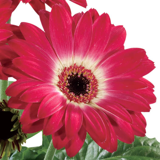 ガーベラ F1　フロリラインミディ シリーズ 