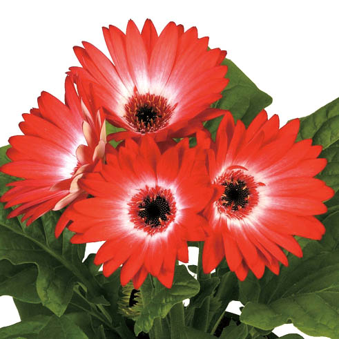 ガーベラ F1　フロリラインミディ シリーズ 