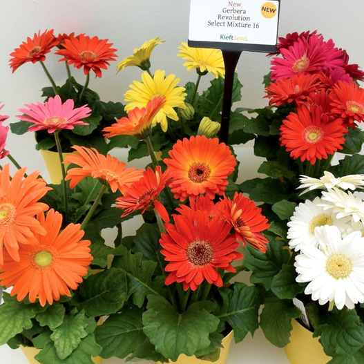 ガーベラ F1　レボリューション シリーズ 