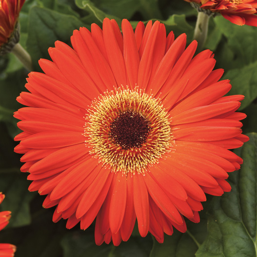 ガーベラ F1　レボリューション シリーズ 