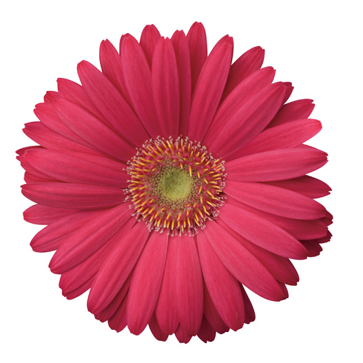 ガーベラ F1　レボリューション シリーズ 