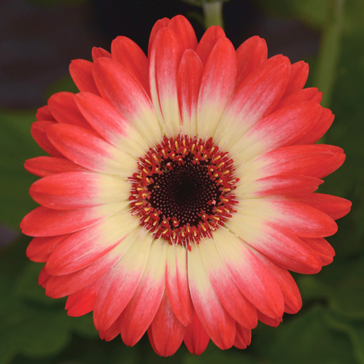 ガーベラ F1　レボリューション シリーズ 