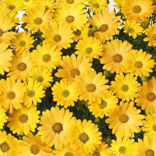 オステオスペルマム F1　アキラ シリーズ 