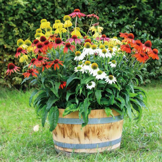 エキナセア　ポリネーション シリーズ 