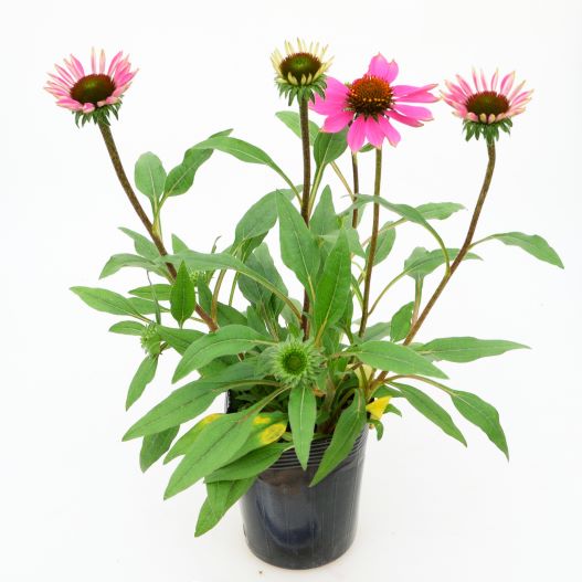 エキナセア　ポリネーション シリーズ 