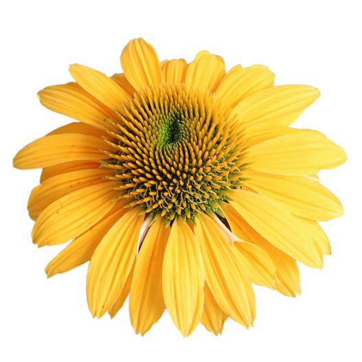 エキナセア　ポリネーション シリーズ 