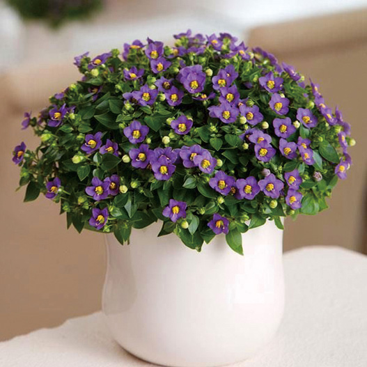 エキザカム　ロイヤルディン シリーズ 