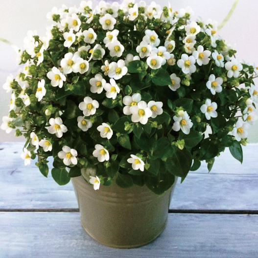 エキザカム　ロイヤルディン シリーズ 