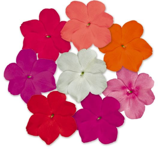 インパチェンス F1　ロリポップ シリーズ 