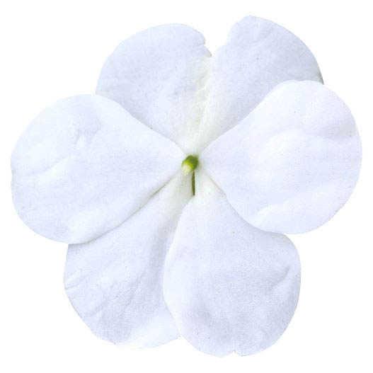 インパチェンス F1　ロリポップ シリーズ 