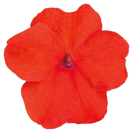 インパチェンス F1　ロリポップ シリーズ 