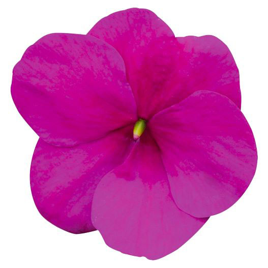 インパチェンス F1　ロリポップ シリーズ 