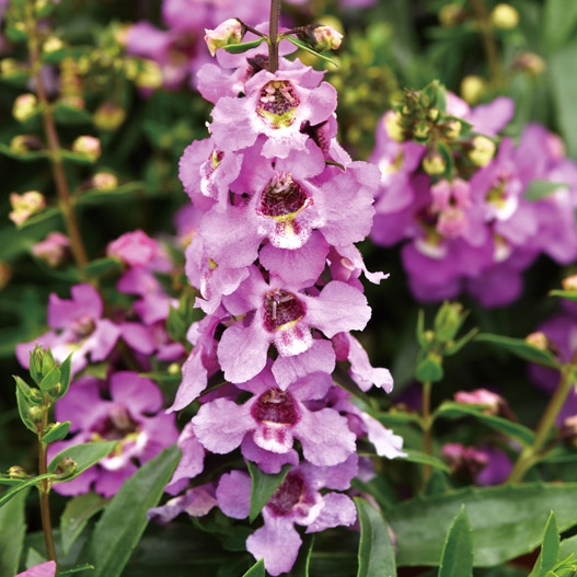 アンゲロニア F1　セレニータ シリーズ 