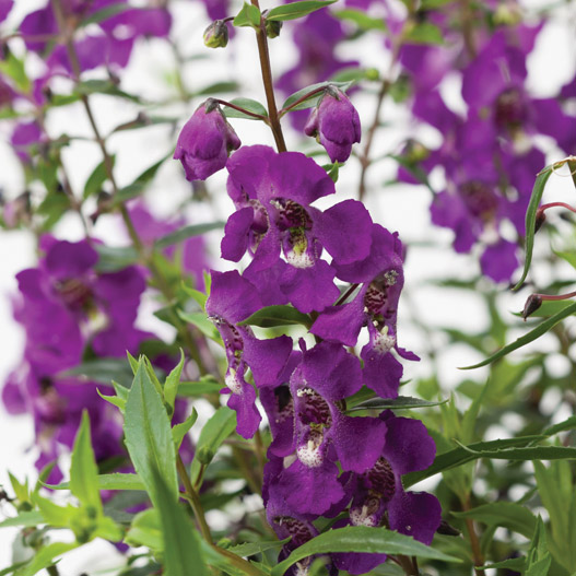 アンゲロニア F1　セレニータ シリーズ 