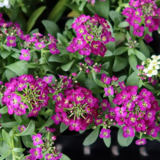 アリッサム　イースターボネット シリーズ 