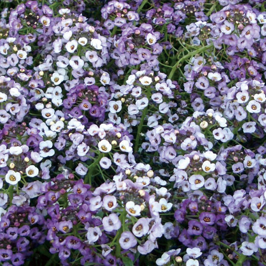 アリッサム　クリアクリスタル シリーズ 