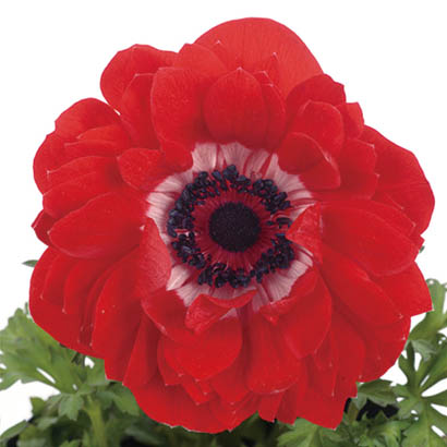 アネモネ　ポルト シリーズ 