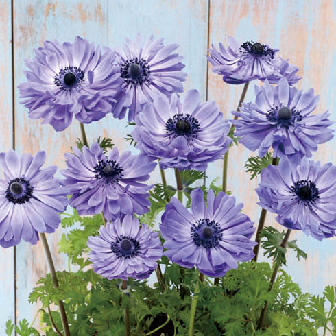 アネモネ　ポルト シリーズ 