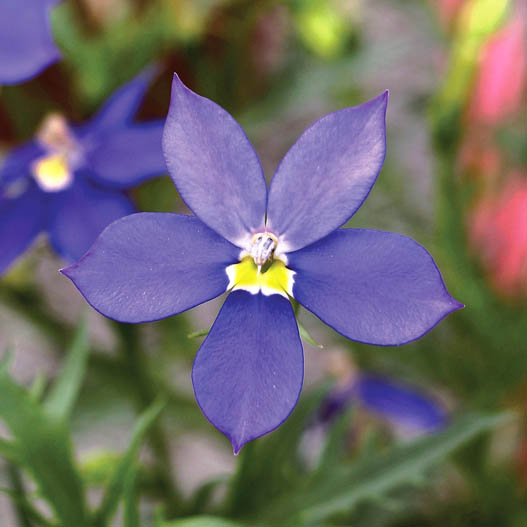 ローレンシア　フィズアンドポップ シリーズ 