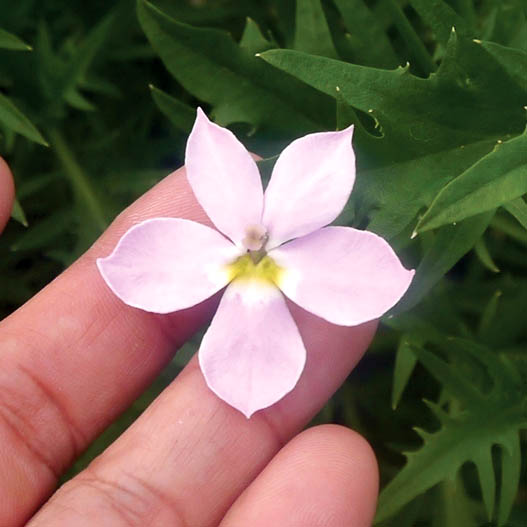 ローレンシア　フィズアンドポップ シリーズ 