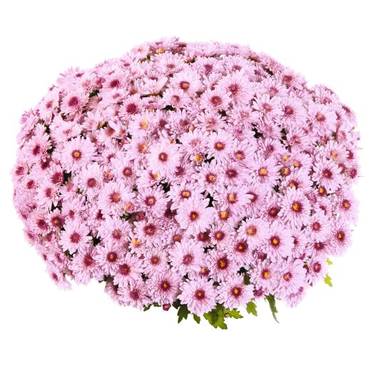 ガーデンマム　ポディウム 