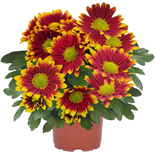 ポットマム　レインボー シリーズ 