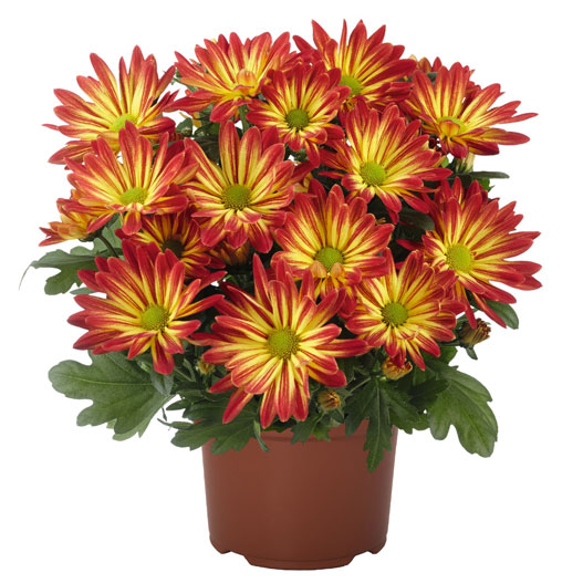 ポットマム　レインボー シリーズ 