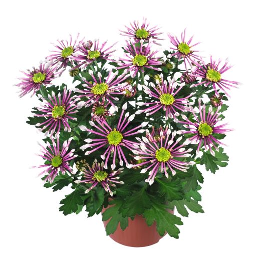 ポットマム　スプラッシュ シリーズ 