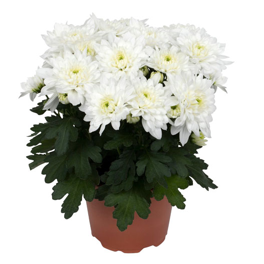 ポットマム　クリスタル シリーズ 