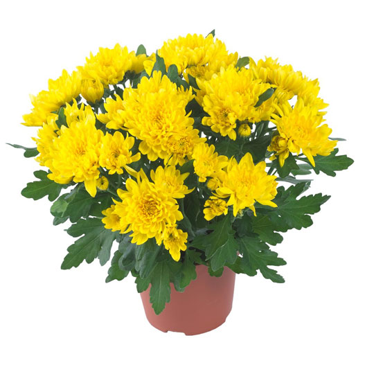 ポットマム　クリスタル シリーズ 