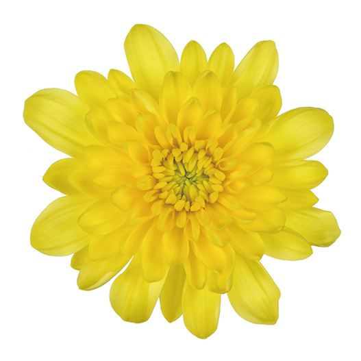 ポットマム　クリスタル シリーズ 