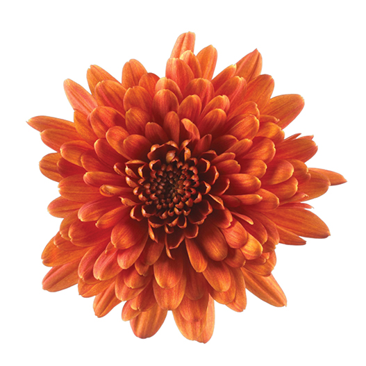 ポットマム　クリスタル シリーズ 