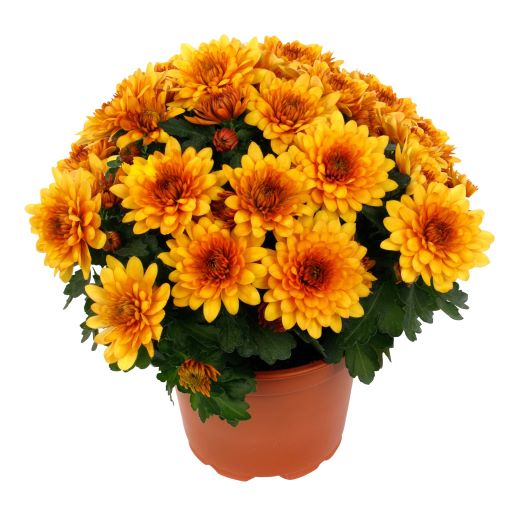 ポットマム　クリスタル シリーズ 