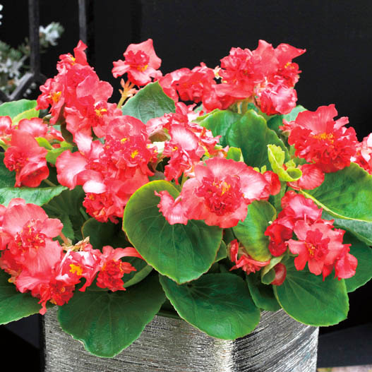 ベゴニア センパフローレンス　フィオナ シリーズ 