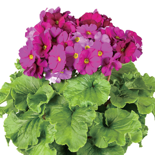 プリムラ オブコニカ F1　タッチミー シリーズ 