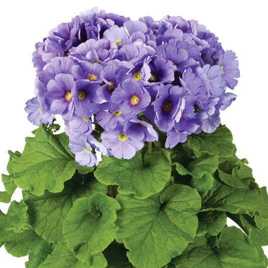 プリムラ オブコニカ F1　タッチミー シリーズ 